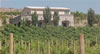 The vineyard and house